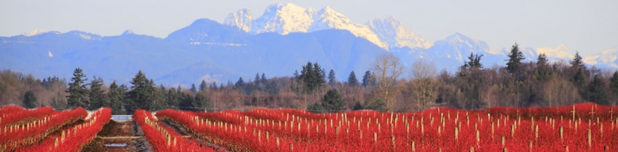 abbotsford-farm